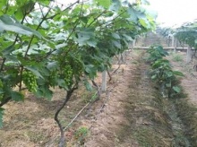 果園果樹滴灌優點 節水器材生產廠家 