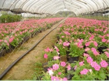 濟南花卉育苗**噴灌_廠家_價格_供應_生產商_銷售-青州興農節水灌溉