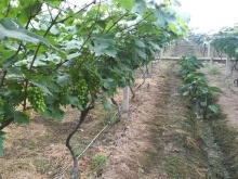 產品展示-山東晟達節水灌溉設備有限公司